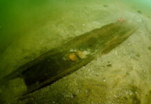 An ancient dugout canoe discovered in Lake Mendota, Wisconsin