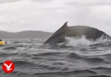 In Patagonian Chile, a packrafter is nearly swallowed by a humpback whale