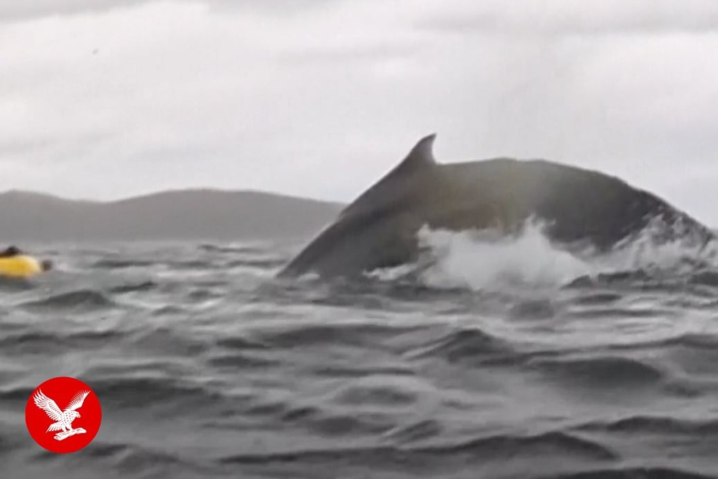 In Patagonian Chile, a packrafter is nearly swallowed by a humpback whale