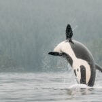 Orca breaching in B.C.