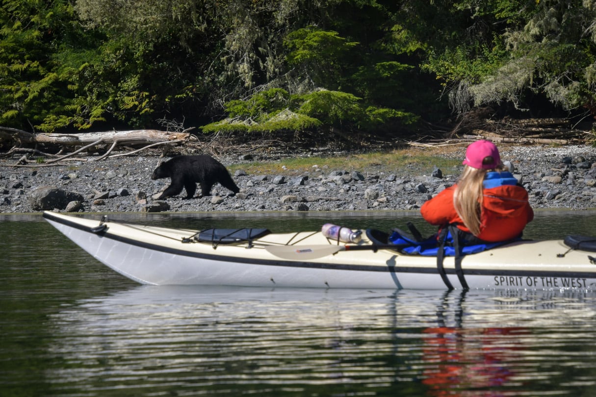 Kayaker watches bear on coast.