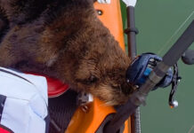 A friendly sea otter hitches a ride with a kayaker near Nanaimo, British Columbia