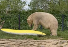 Polar bear plays with plastic kayak